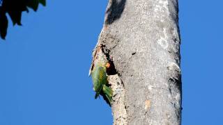 Bluenaped Parrot Philippine endemic Bird [upl. by Perkoff]