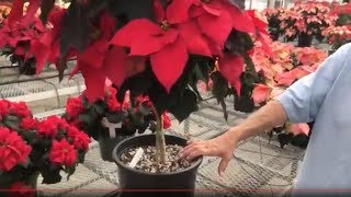 Poinsettia care tips  how to keep your poinsettia looking good this year and next [upl. by Tesil997]