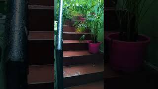 gardeningtips live Chennaila nalla malzhai [upl. by Ardnossak]