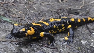 Feuersalamander Salamandra salamandra  Fire salamander [upl. by Nyleve]