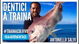 DENTICI A TRAINA COL VIVO CON ANTONELLO SALVI [upl. by Shoshana]