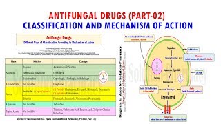 Antifungal Drug Part 02 Classification amp Mechanism of Action of Antifungal Medicines  Antifungal [upl. by Notniuqal660]