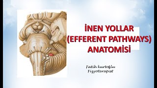 İnen Yollar  Efferent Pathways  Nöroanatomi Konu Anlatımı  10 [upl. by Isabelle]