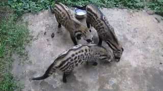 African Civet Cat Family [upl. by Annaxor]