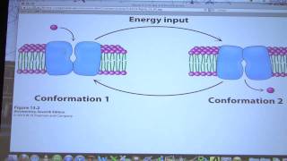 31 Biochemistry Membrane Transport Lecture for Kevin Aherns BB 451551 [upl. by Enyt]