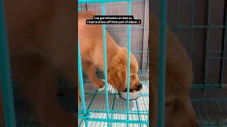 GoldenRetriever PetCare DogHealth CutePets DogLover AdorableDog Pawfection HealingTime [upl. by Prospero]