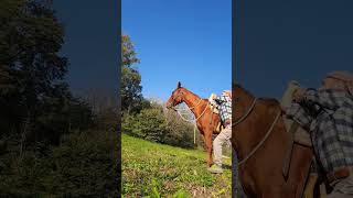 come salire a cavallo con capriola  monta al volo  cavallo  quarter horse [upl. by Enyamart930]