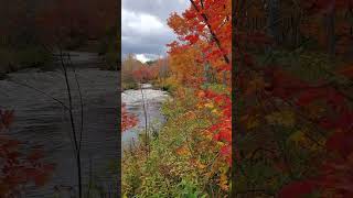 Scenic views of Renwick Brook Park fallvibes hiking autumn travel wanderlust [upl. by Sackville]