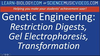 Genetic Engineering Restriction digestion of plasmids Gel Electrophoresis and Transformation [upl. by Etnaik]