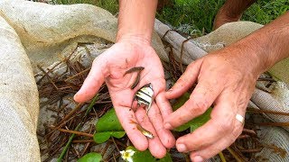 CAPTURAMOS PEIXES ORNAMENTAIS INCRIVES EM UM LAGO  ACARAS BANDEIRAS SELVAGENS [upl. by Aneert871]