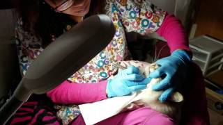 Cat Teeth Cleaning  No Anesthesia or Sedation [upl. by Kylila]