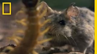 Centipede vs Grasshopper Mouse  National Geographic [upl. by Greeley732]