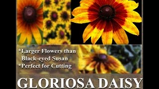 Gloriosa Daisy Daisy Seed  Rudbeckia gloriosa FLOWER SEEDS on wwwMySeedsCo [upl. by Ear]