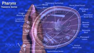 Earthworm digestive systemdissection [upl. by Eirrahs144]