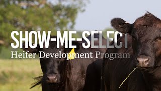 ShowMeSelect Heifer Development Program – Forage amp Livestock Town Hall Full Video [upl. by Woodhouse767]