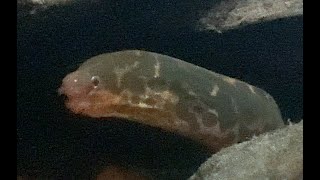 ヤマウツボ Freshwater moray Gymnothorax polyuranodon [upl. by Meer474]