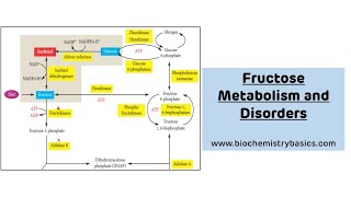 Fructose Metabolism And Its Disorders  Fructose Metabolism Biochemistry [upl. by Kurtz]