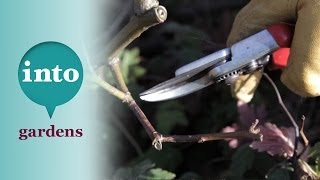 Pruning shrub roses with Ian le Gros of RHS Hyde Hall [upl. by Bordy]