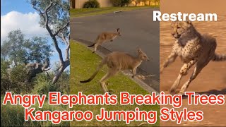 Angry Elephants Breaking Trees Kangaroo Jumping Styles and how fast Cheetah is 😘 [upl. by Llert]