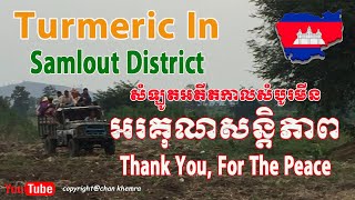 ដំណាំរមៀតស្រុកសំឡូត ខេត្តបាត់ដំបង Turmeric Planting In Samlout District turmeric [upl. by Oria]