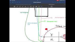 Lecture 5  higher control of stretch reflex golgi tendon organ [upl. by Kalinda]