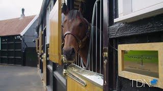 First Foals For Cracksman [upl. by Oulman]