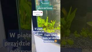 NOWE AKWARIUM😻 akwarium akwarystyka aquarium fishes [upl. by Satsoc257]