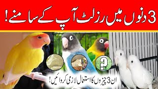 love birds breeding in 3 days  Best Breeding Tips  Love birds breeding at Home [upl. by Manly]