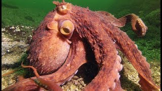 Une pieuvre superintelligente vole un crabe à un pêcheur  ZAPPING SAUVAGE [upl. by Naivat]