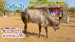 Vikrama  Hallikar bull of Hosamavinakere Kumar [upl. by Costin458]