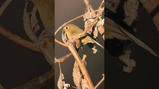 Tiny Rubycrowned Kinglet in the brush Leonabelle Turnbull Port Aransas Texas [upl. by Iaht]