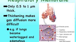 05O Respiratory Resp Membrane and VentilationPerfusion Coupling [upl. by Warfourd393]