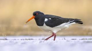 The song of the Eurasian Oystercatcher  Bird Sounds to recognize the Oystercatcher  10 Hours [upl. by Mahmud]