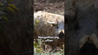 Mangalitsa Pigs [upl. by Aronoff321]