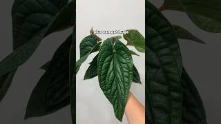 Anthurium radicans x luxurians  low maintenance rare houseplant [upl. by Ttocserp]