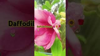 I daffodil flower l trending viralvideo shorts gardenflower garden naturedaffodil [upl. by Lundt]