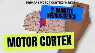 2Minute Neuroscience Motor Cortex [upl. by Hurwitz312]