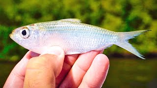 Fishing Live Greenbacks Around Mangroves  How To Catch Your Own Bait [upl. by Atinus485]