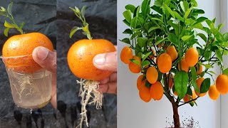 Growing orange tree from orange with water propagate orange tree step by step [upl. by Podvin279]