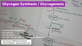 Glycogenesis  Part 1  Carbohydrate Metabolism  TCML Biochemistry Lecture [upl. by Eeryn]