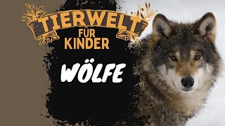 Folge 5 Wölfe  Tierwelt für Kinder  Lernvideo auf Deutsch [upl. by Jolie312]