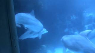 Dolphin Mating Behavior  SeaWorld Orlando [upl. by Ultann]