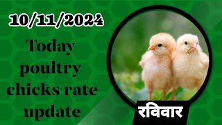 10112024 today broiler chicks rate all over Indiatoday broiler chicks pricepoultry chiken [upl. by Elias20]