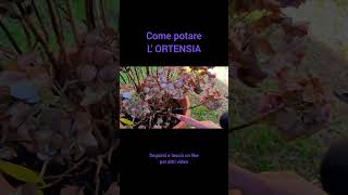 Come Potare L ORTENSIA [upl. by Alexandra]