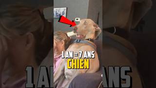 1 ANNÉE HUMAINE  7 ANS POUR UN CHIEN [upl. by Lion]