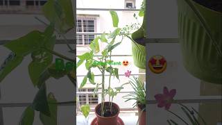 Beans Plant 🫘🌱🤩 in my garden 🏡 [upl. by Alvord]