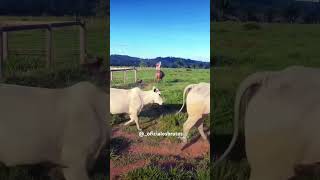 ✅ Apruma boiadeiro 😮‍💨🤠 cavalo boiada cavalos fazenda vaca nelore boiadeiro boi [upl. by Zebaj]