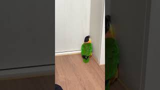 I really want to go out and play Magical little bird Blackheaded keck Keck parrot Confusing [upl. by Mauro624]