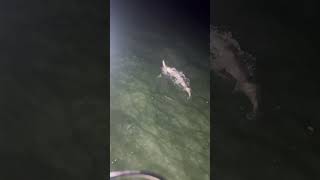 Florida Keys Tarpon Fishing Insta zdangling fishing tarpon florida [upl. by Yellek173]