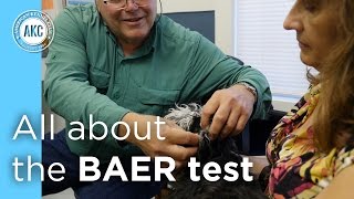 Health Testing The BAER Test [upl. by Iror]